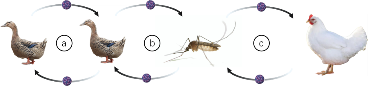 Transmission dynamics of Cluster 3 Tembusu virus.png